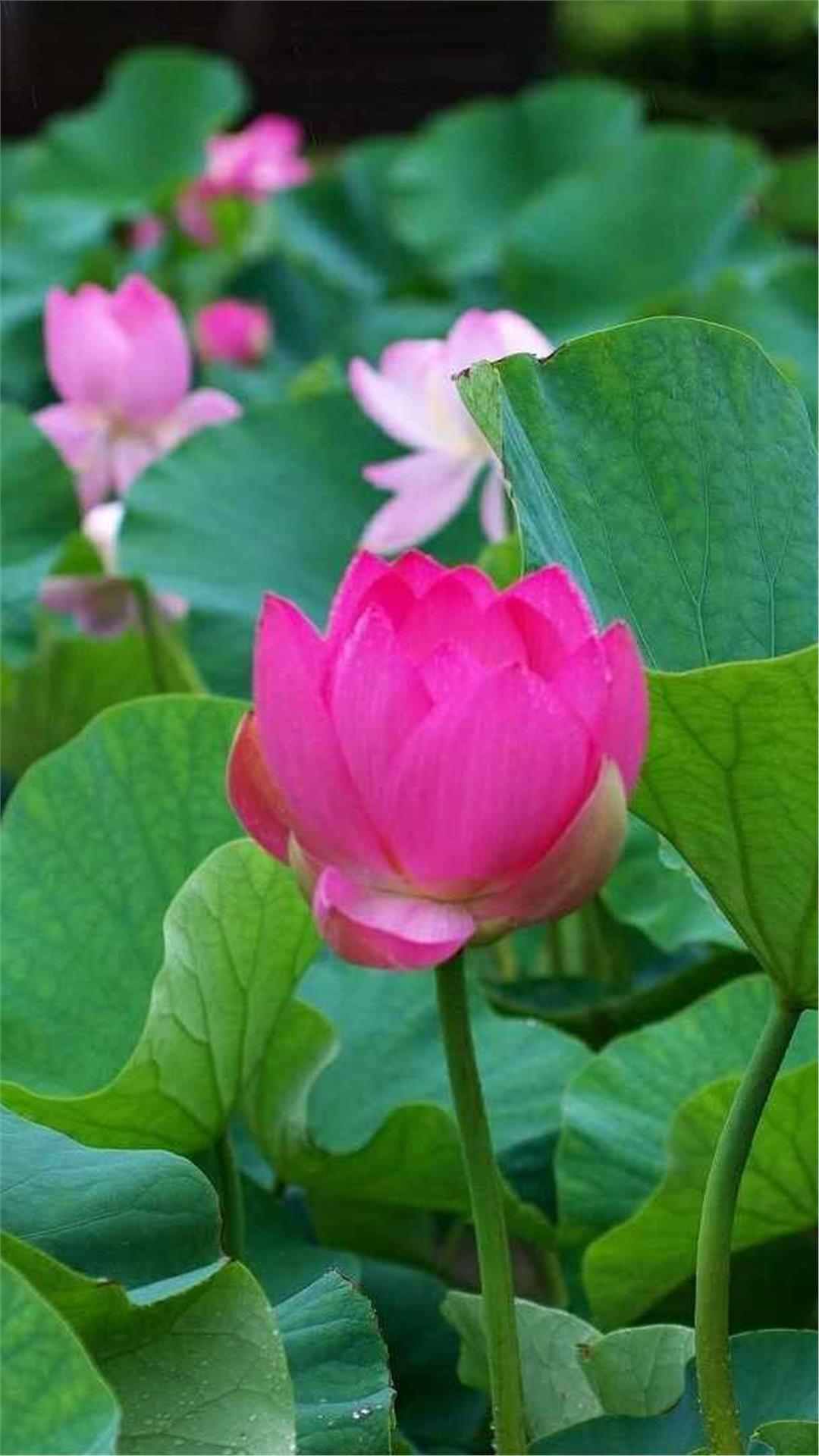 Lotus Flower iPhone Wallpaper