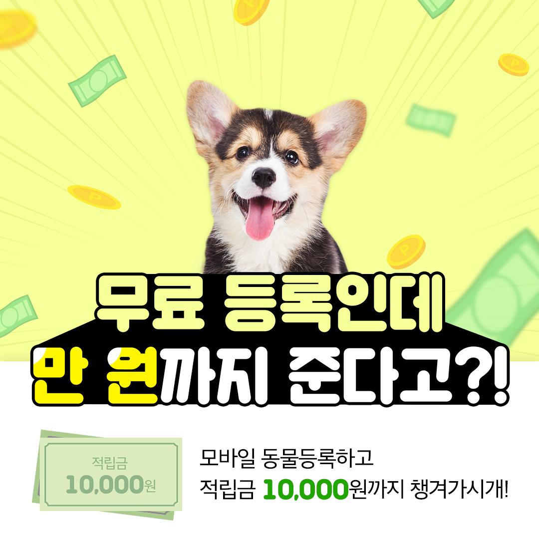 강아지-인식표-외장칩