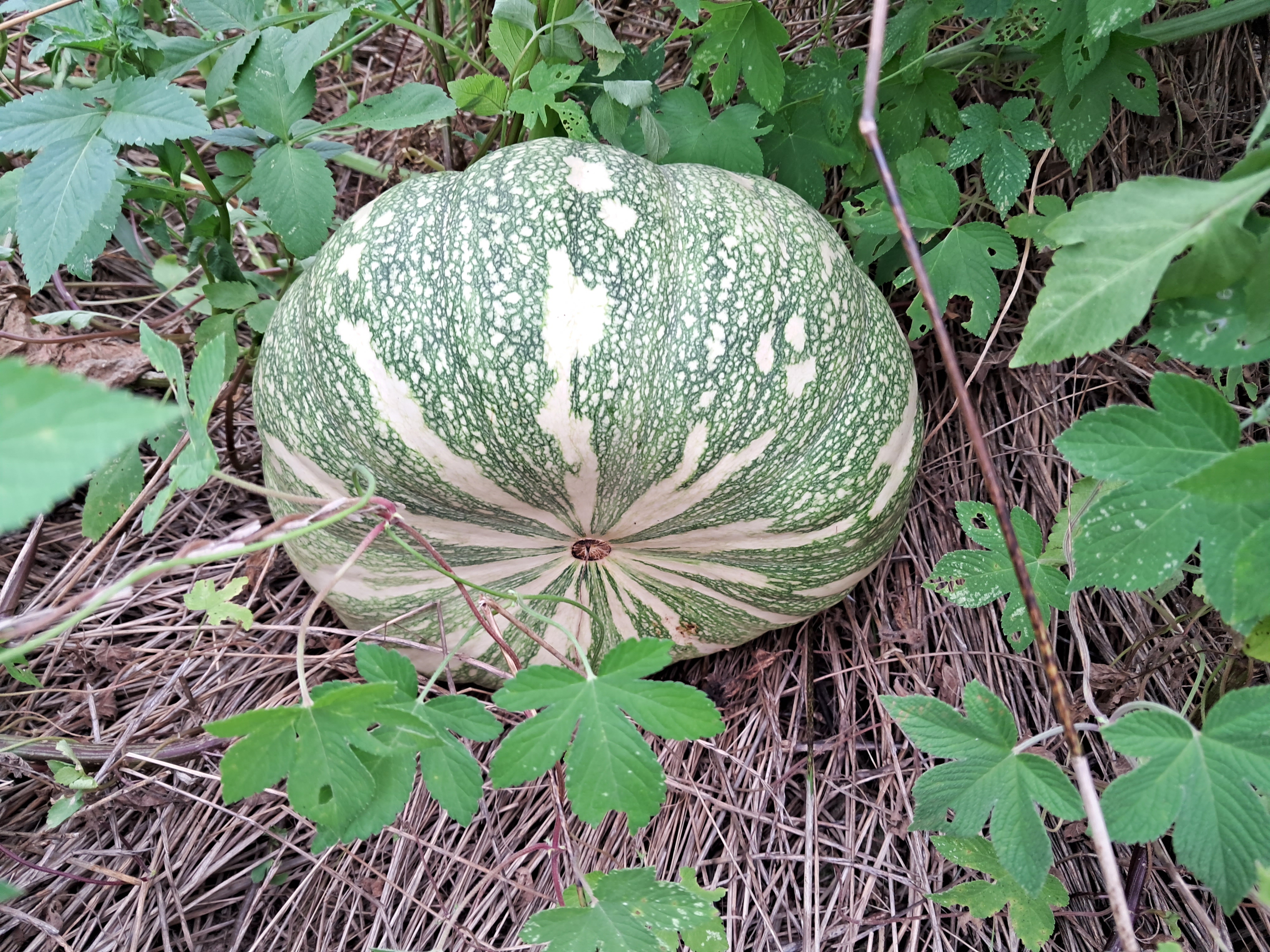  무순 호박