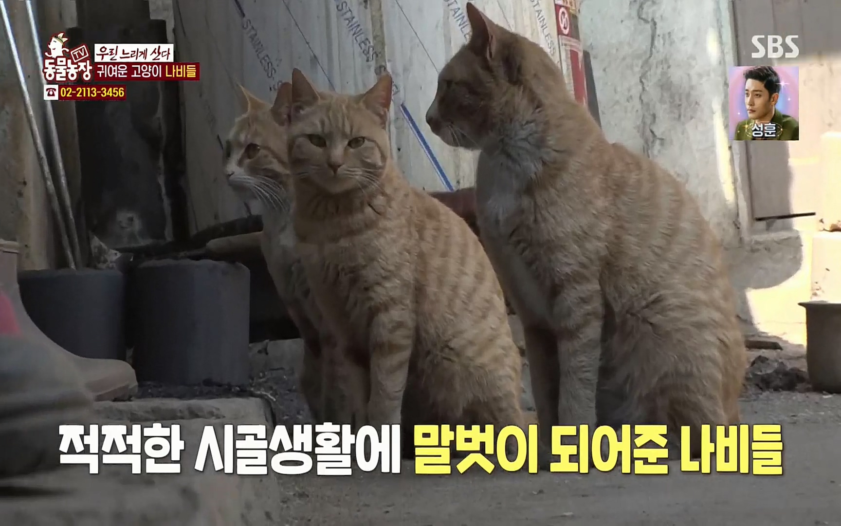 TV 동물농장.E1067.220501p.H264-F1RST.mp4_20220501_183850.952.jpg