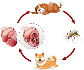 강아지 심장사상충/출처:어도비스톡
