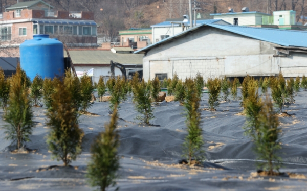지난해 3월 투기 의혹이 제기된 경기도 시흥시 과림동의 한 밭에 묘목들이 심어진 모습