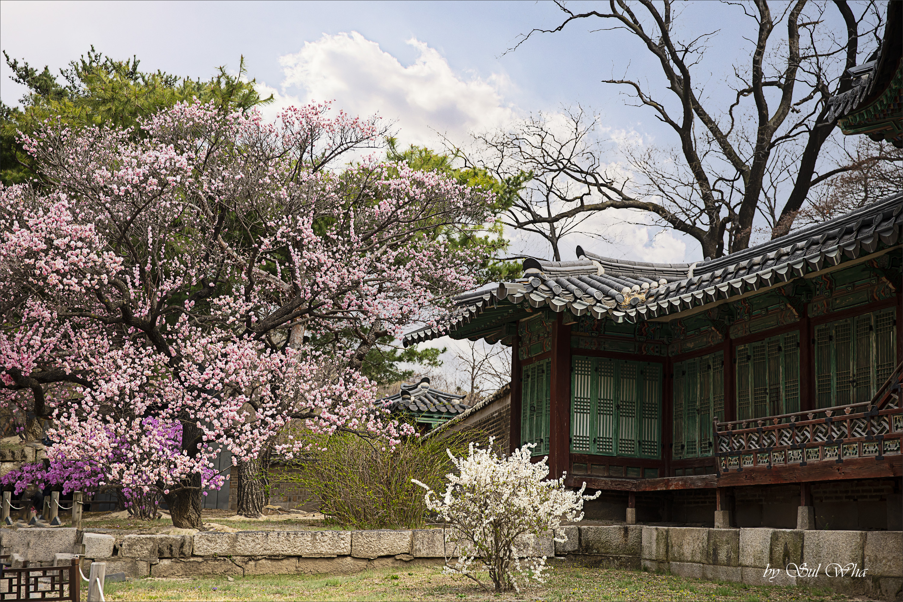 (창덕궁 만첩홍매화) ​​2023년 3월 28일 See More 4