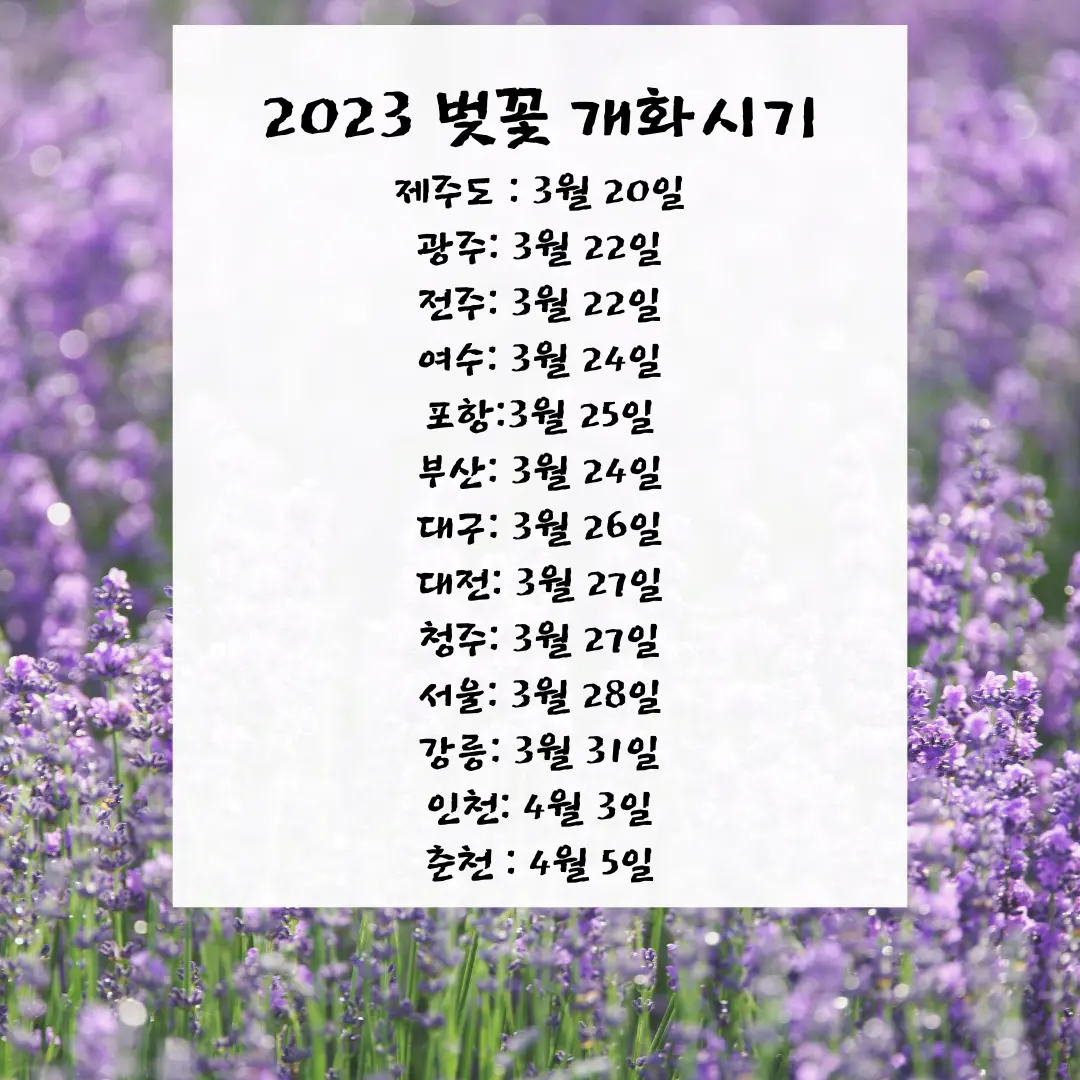 2023-벚꽃-개화-시기