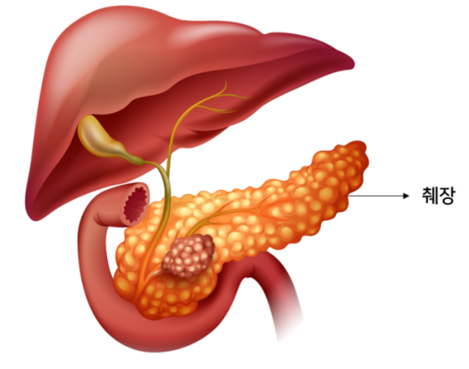 췌장이란