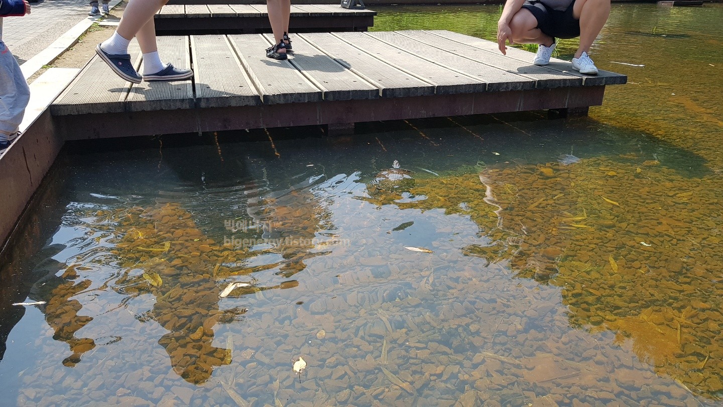 서서울호수공원 연못에 살고 있는 올챙이와 거북이 (자라인가?)