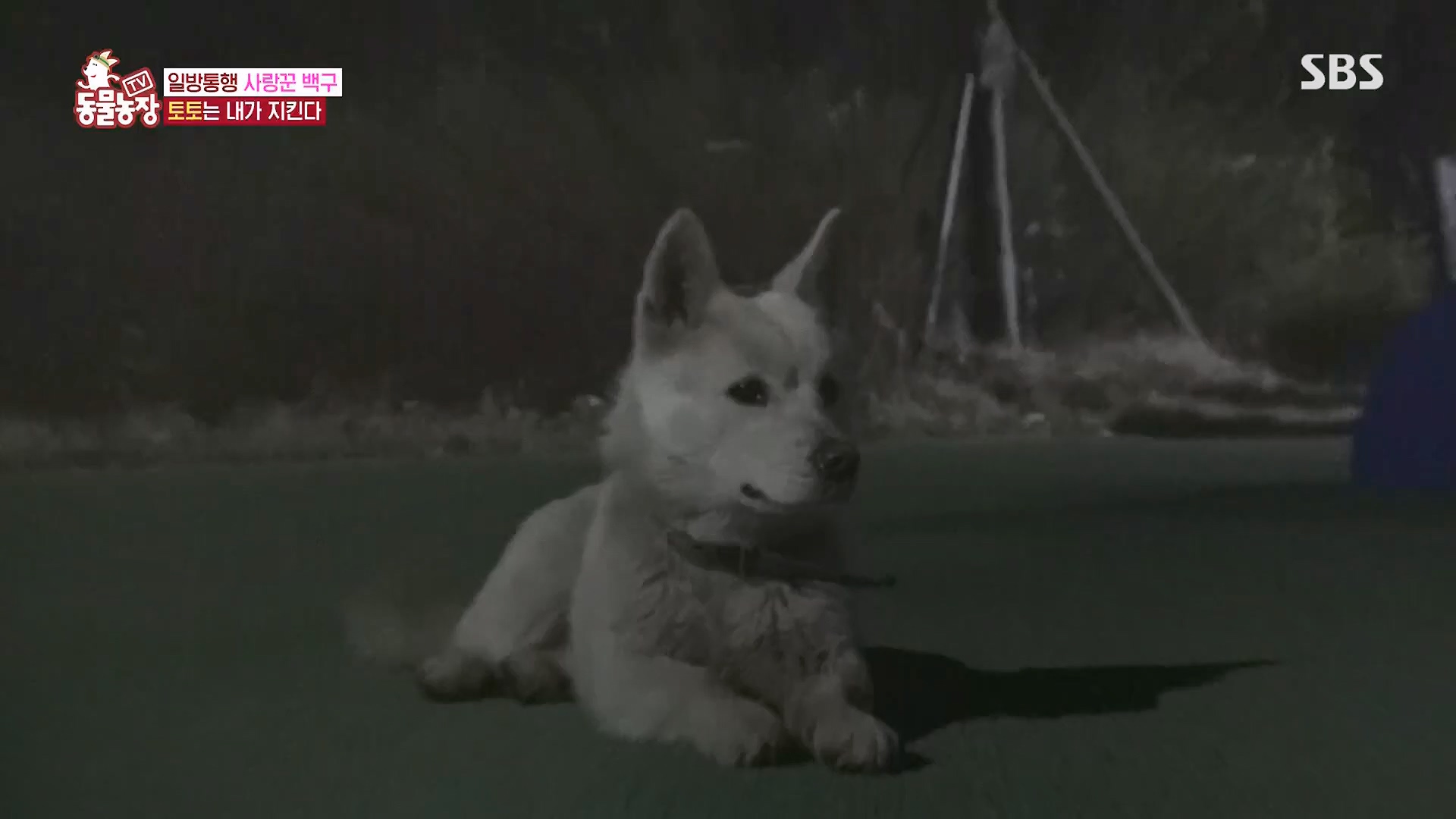 TV 동물농장.E1118.230430p.H264-F1RST.mp4_20230430_172337.638.jpg