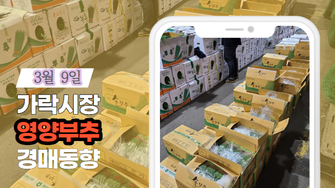  [경매사 일일보고] 3월 9일자 가락시장 영양부추 경매동향을 살펴보겠습니다!