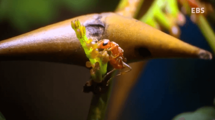 아카시아잎사귀끝에서 먹이는 먹는 개미