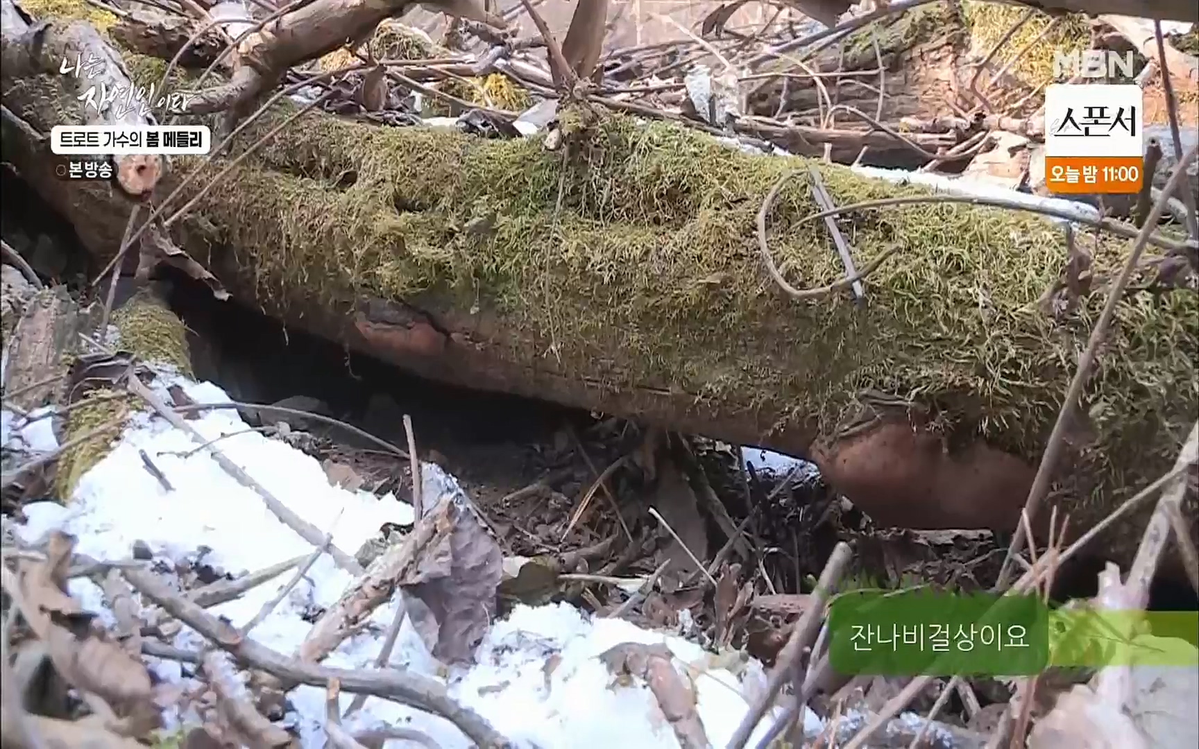 나는 자연인이다.E494.220323p.H264-F1RST.mp4_20220324_181953.163.jpg