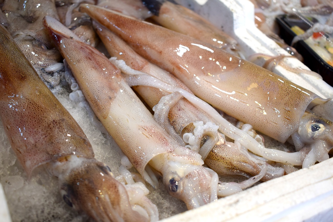 여러마리의 생물 오징어 사진