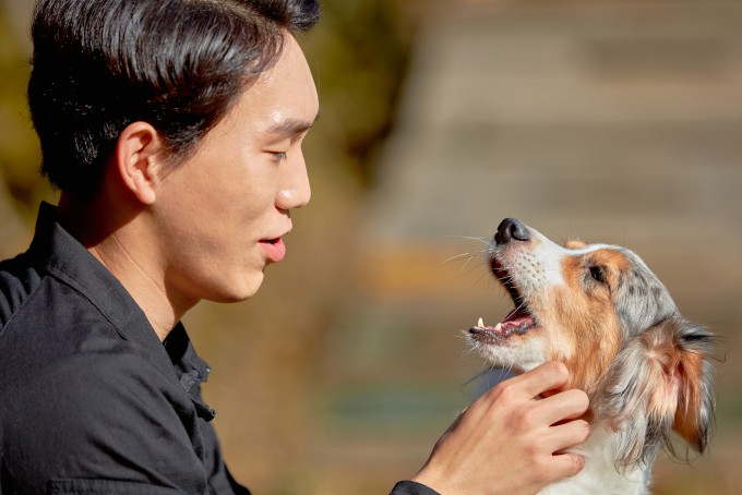 펫보험