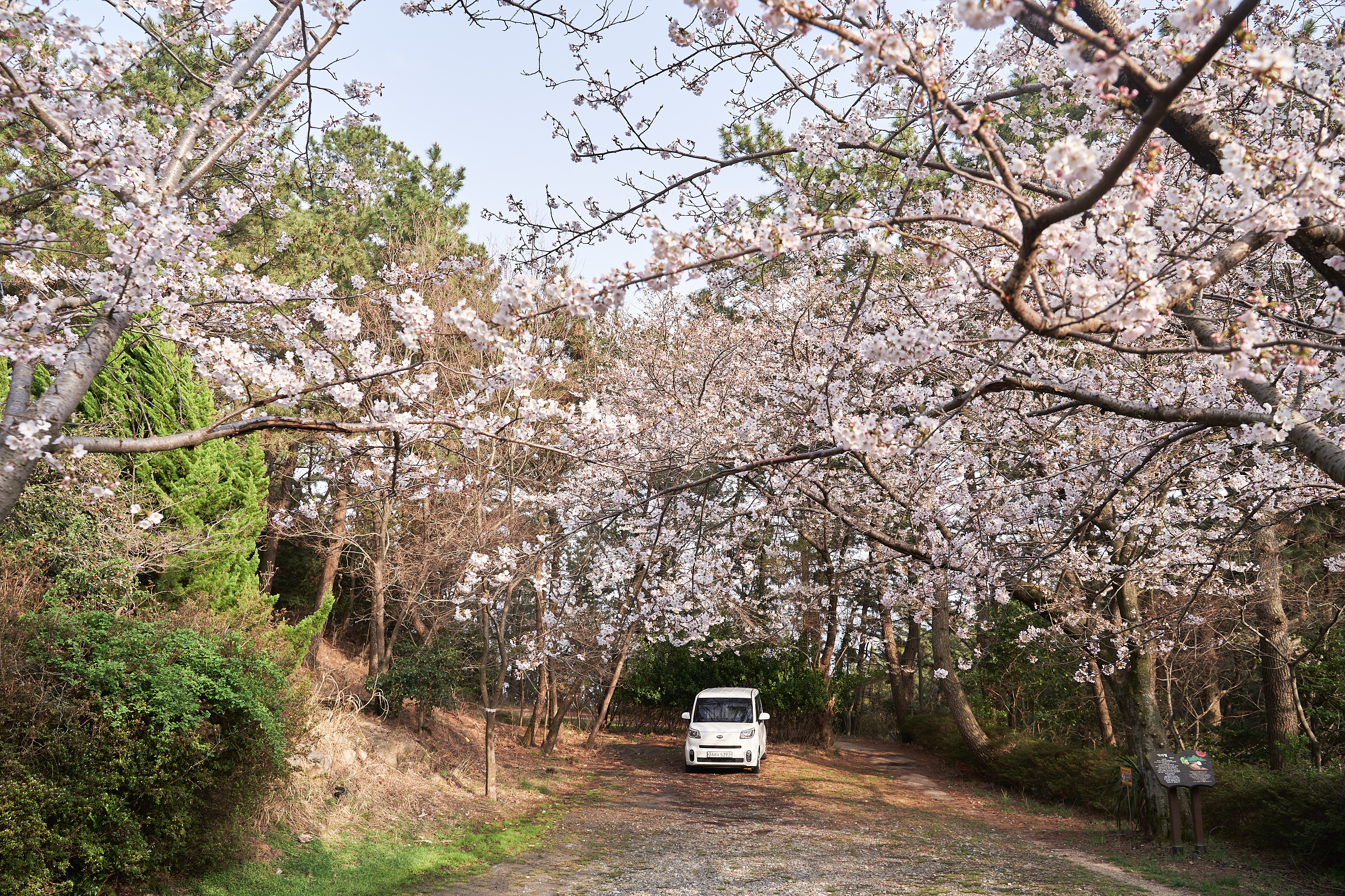 달맞이벚꽃