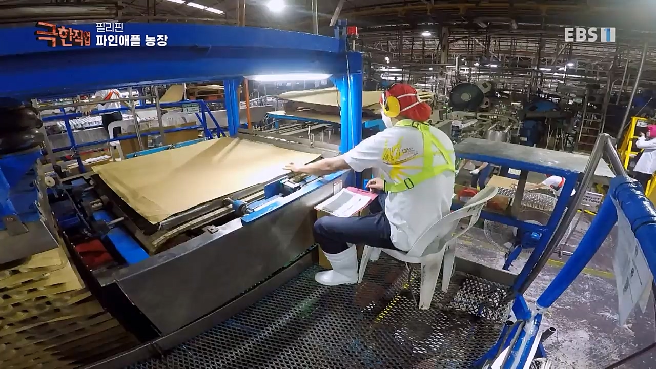 TV - 교육의 중심 EBS필리핀 바나나, 파인애플 농장.mp4_20230302_202912.256.jpg