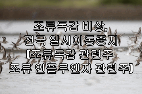  조류독감 비상, 전국 일시이동중지(조류독감 관련주 조류 인플루엔자 관련주)