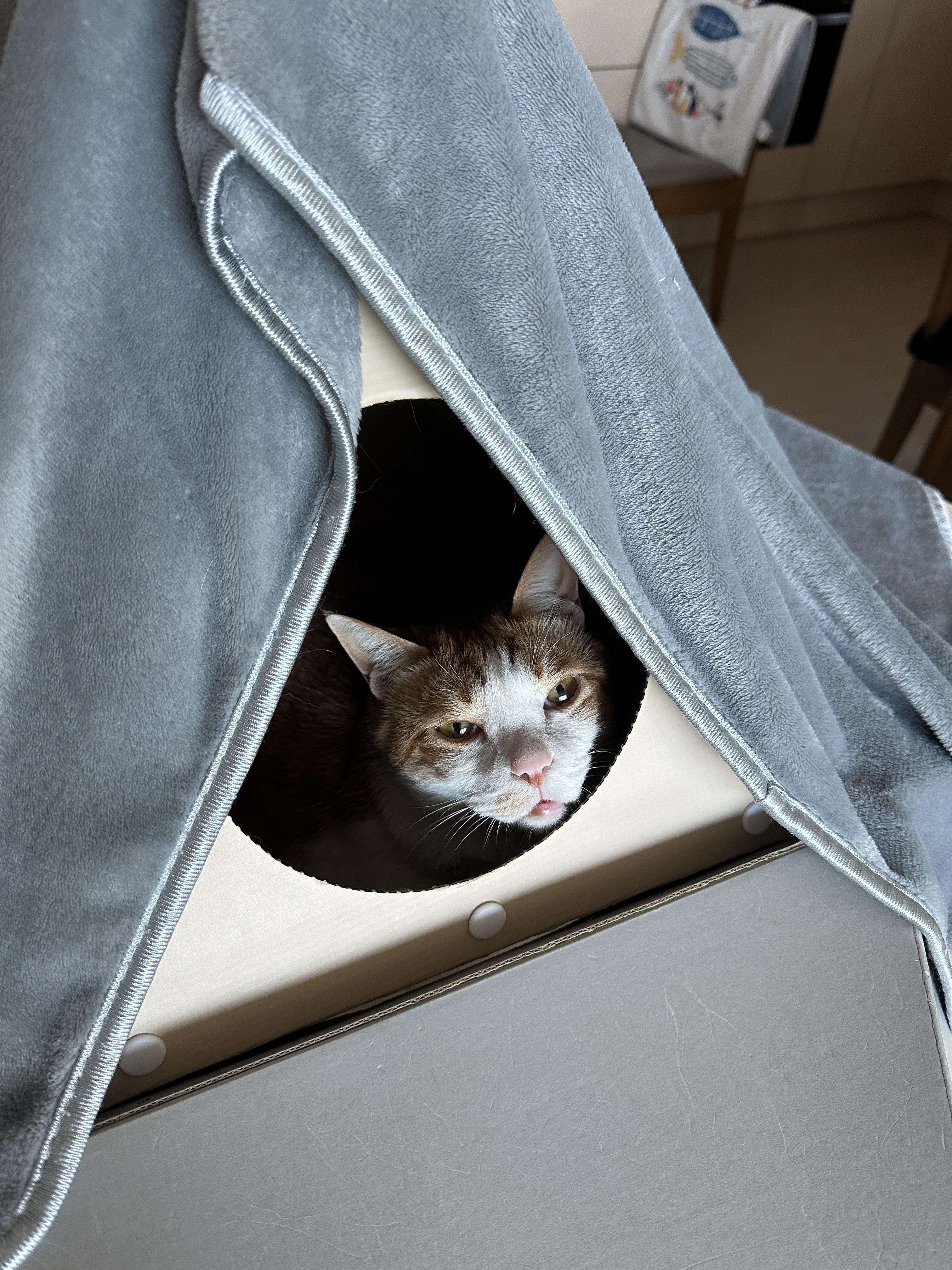 캣미로_루프탑에_들어가서_자는_치즈냥이_막둥이_3