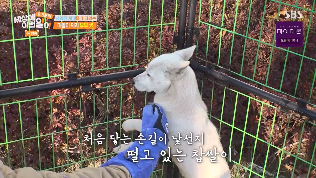 순간포착 세상에 이런일이.E1254.231203p-NEXT.mp4_20231203_140545.943.jpg