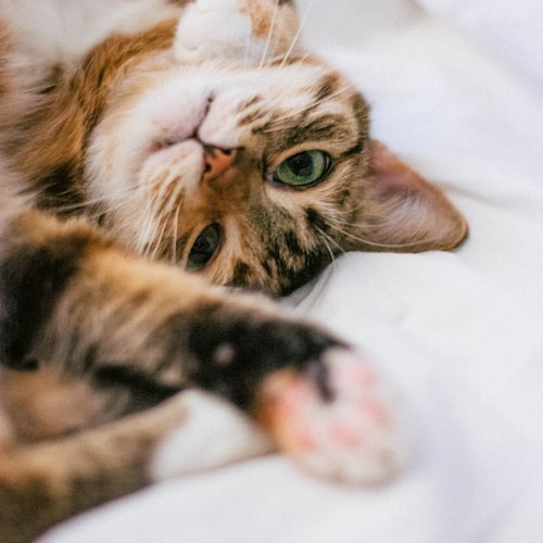 The Benefits of Microchipping Your Cat