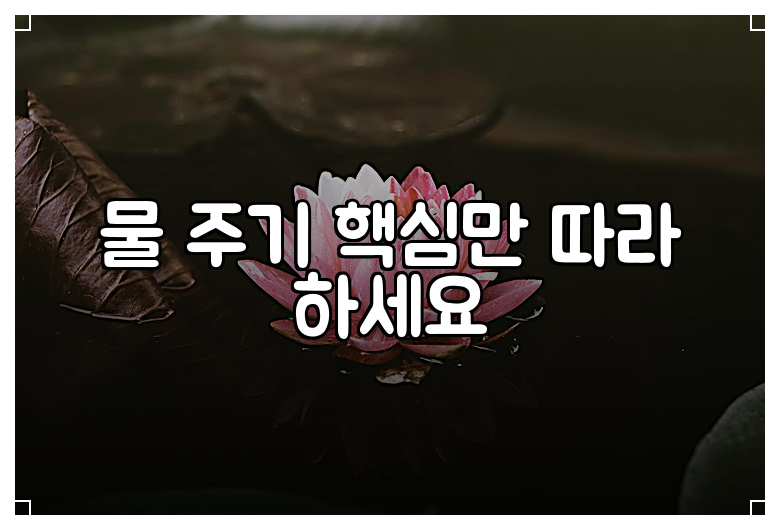 물 주기 핵심만 따라 하세요