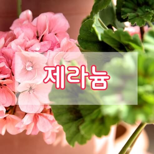 제라늄 꽃과 잎 사진