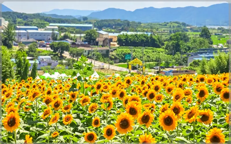 강주 해바라기 축제_16