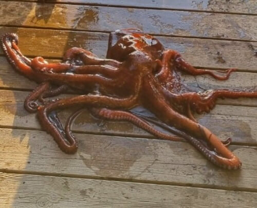  문어 제철 다리 개수 고르는법 손질법 삶는법 효능