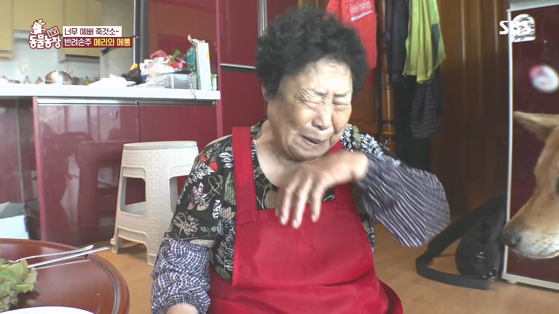 TV 동물농장.E1185.240818p.H264-F1RST.mp4_20240818_161557.517.jpg