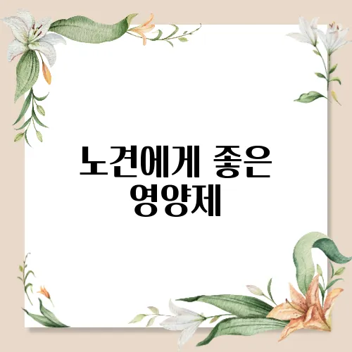 노견에게 좋은 영양제