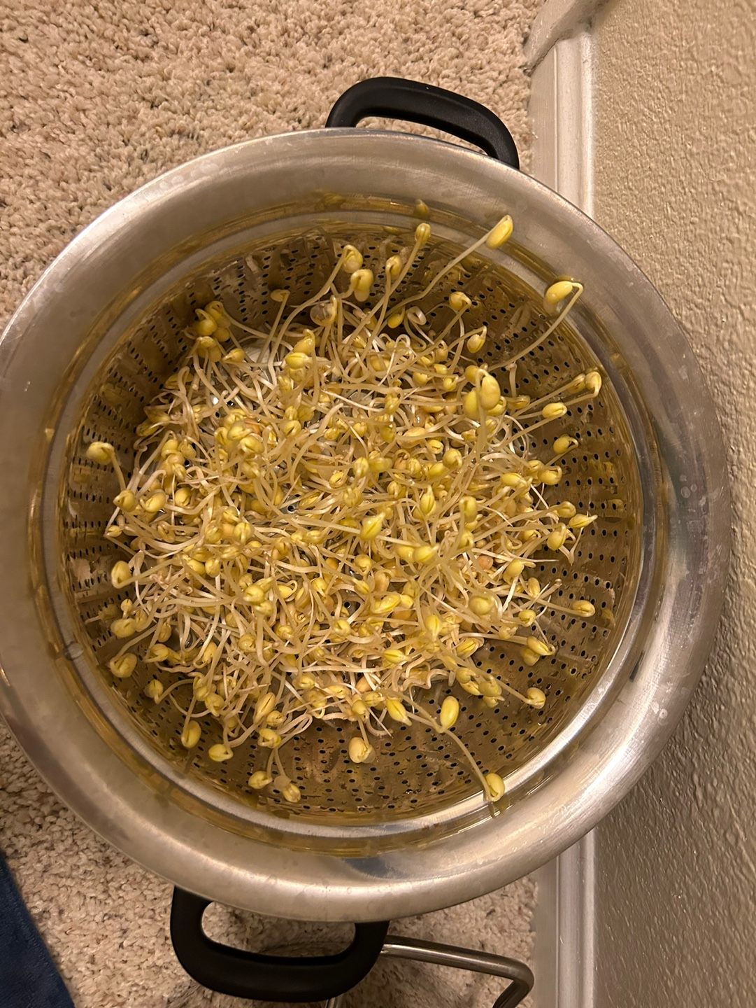 스테인리스 그릇에서 자란 콩나물 사진