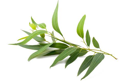  최고의 항균 오일 티 트리(Tea tree) 에센셜 오일