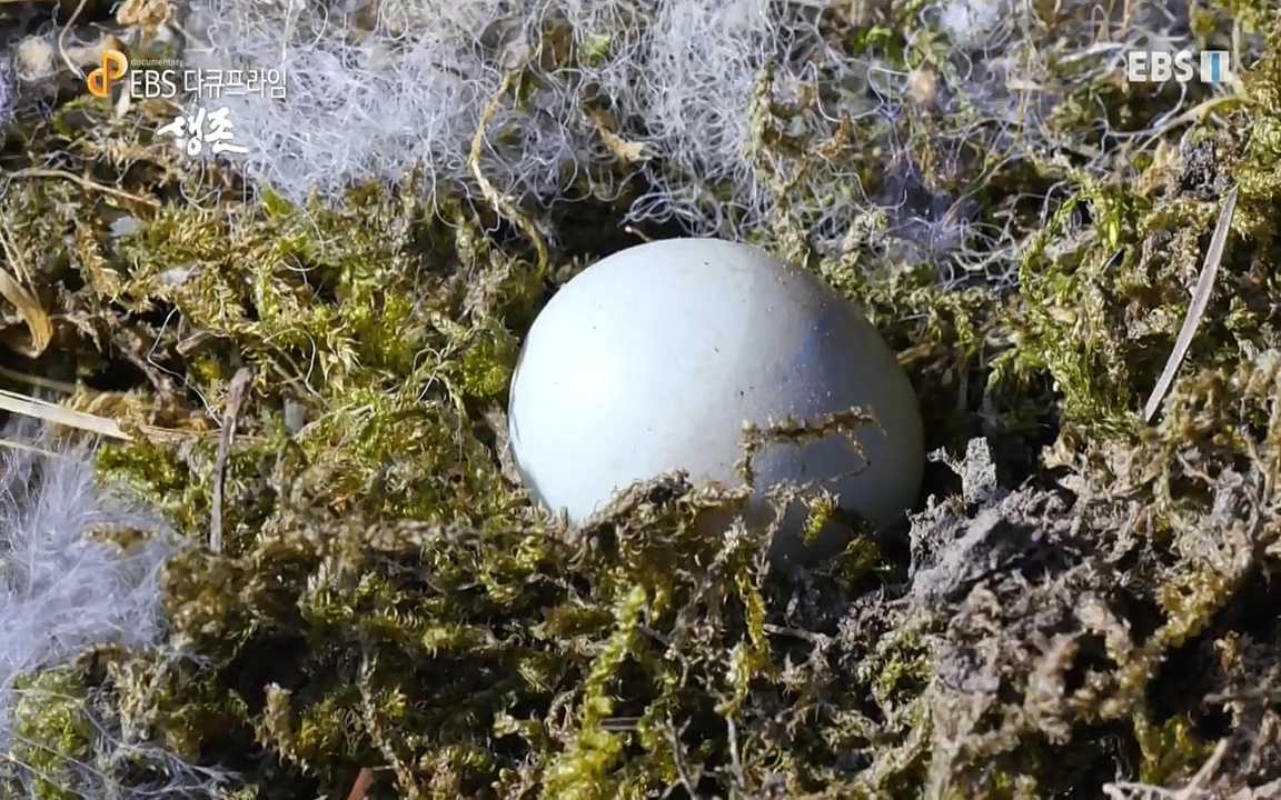 생존 3부_ EBS 다큐프라임_ 220629.avi_20220701_205010.913.jpg