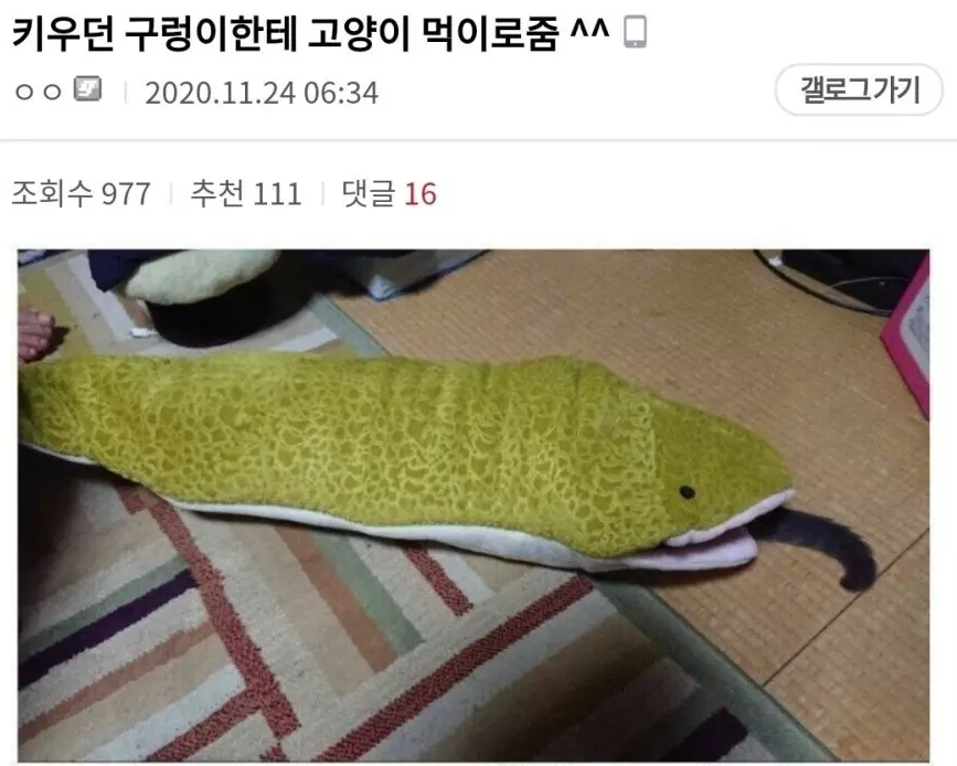  키우던 고양이를 키우던 구렁이가 먹어버린?!?