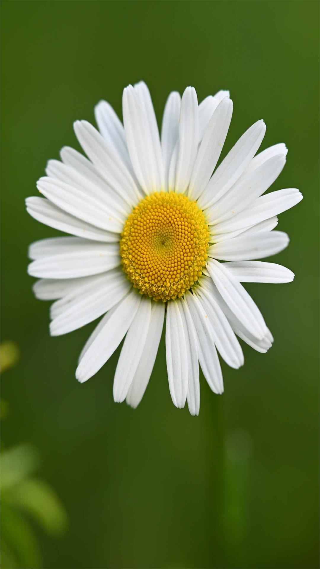 Daisy Flower iPhone Wallpaper