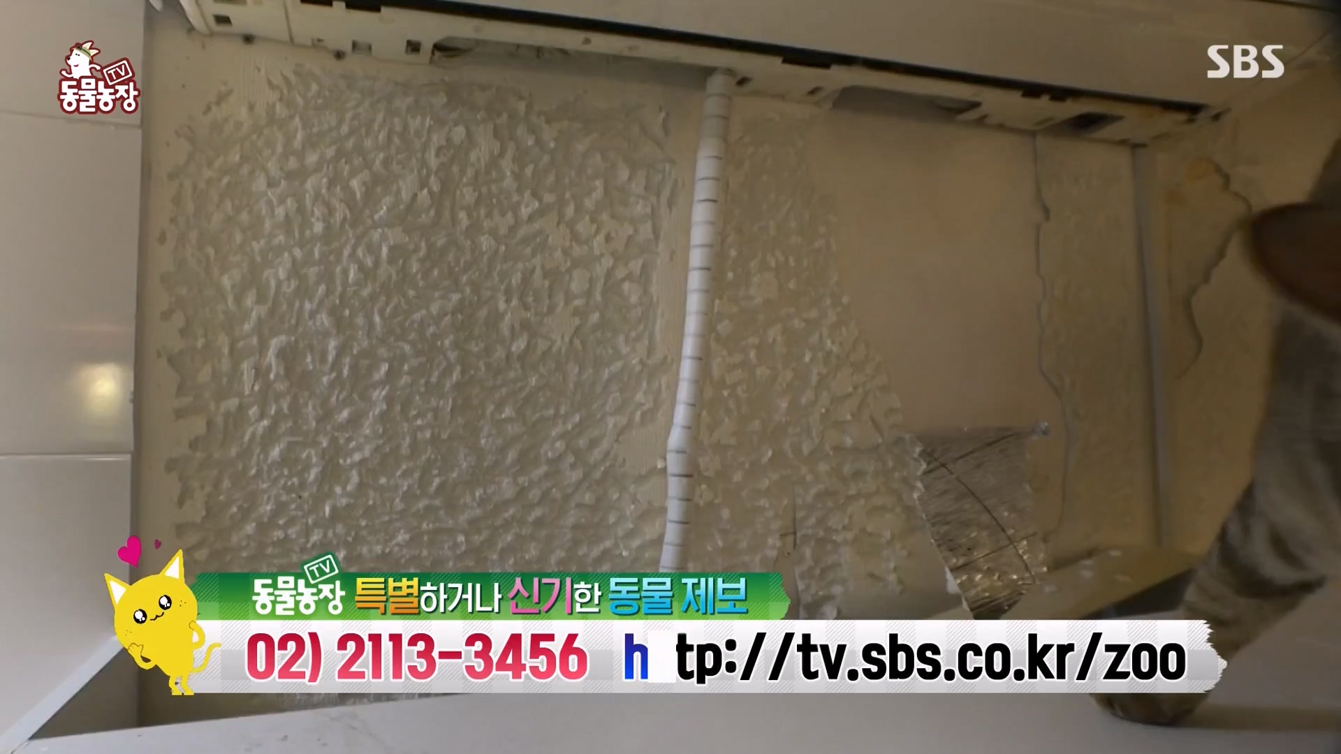 TV 동물농장.E1162.240310p-NEXT.mp4_20240310_162854.910.jpg