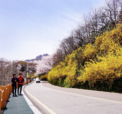 유달산개나리