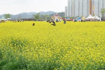 창녕 남지 유채꽃축제 일정 맛집 코스_18