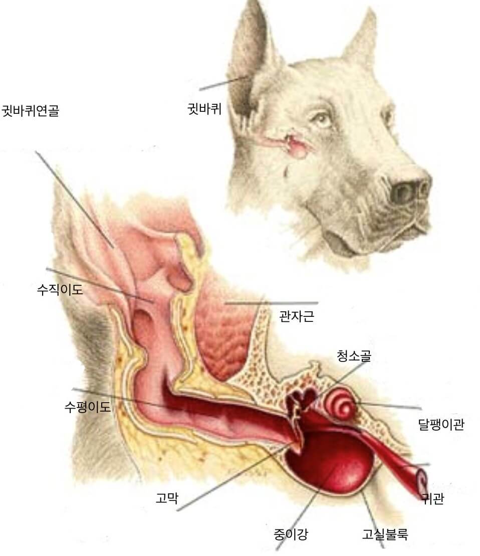 강아지 귀 구조