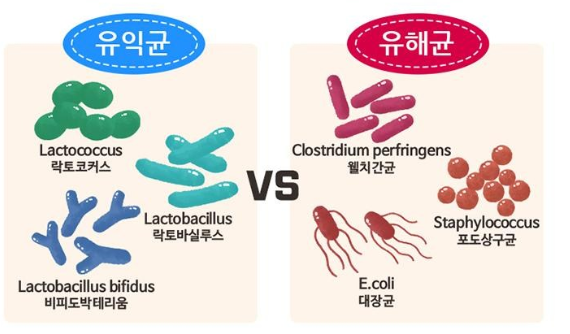 장내의 유해균과 유익균