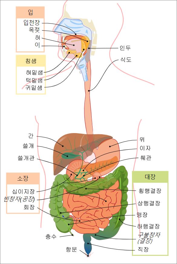  소화계통과 소화기관