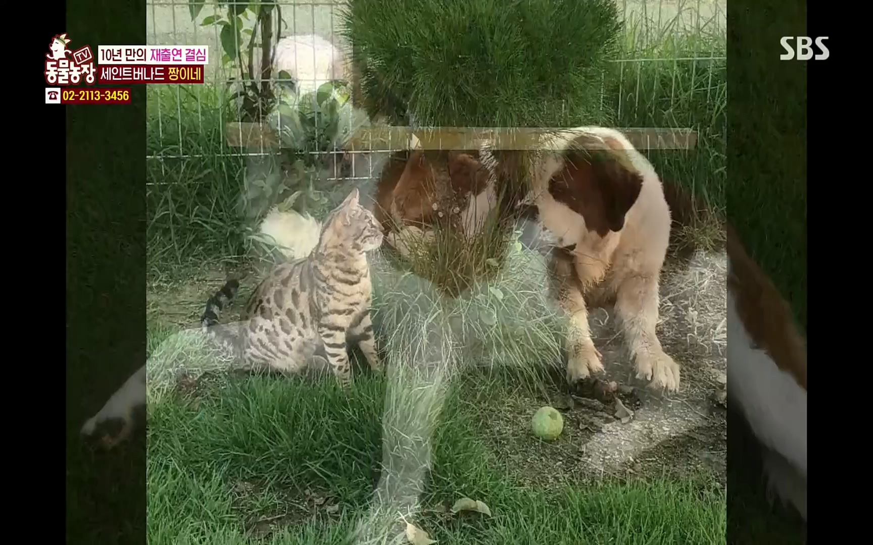 TV 동물농장.E1064.220410p.H264-F1RST.mp4_20220410_184934.229.jpg