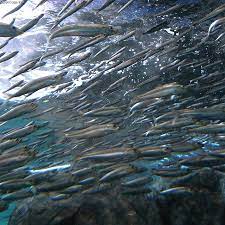 RTG 오메가3를 섭취해야 하는 이유 좋은 제품 고르는 방법 섭취방법