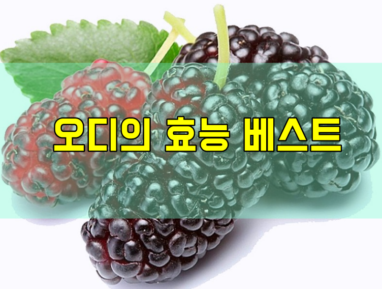  오디의효능 및 부작용