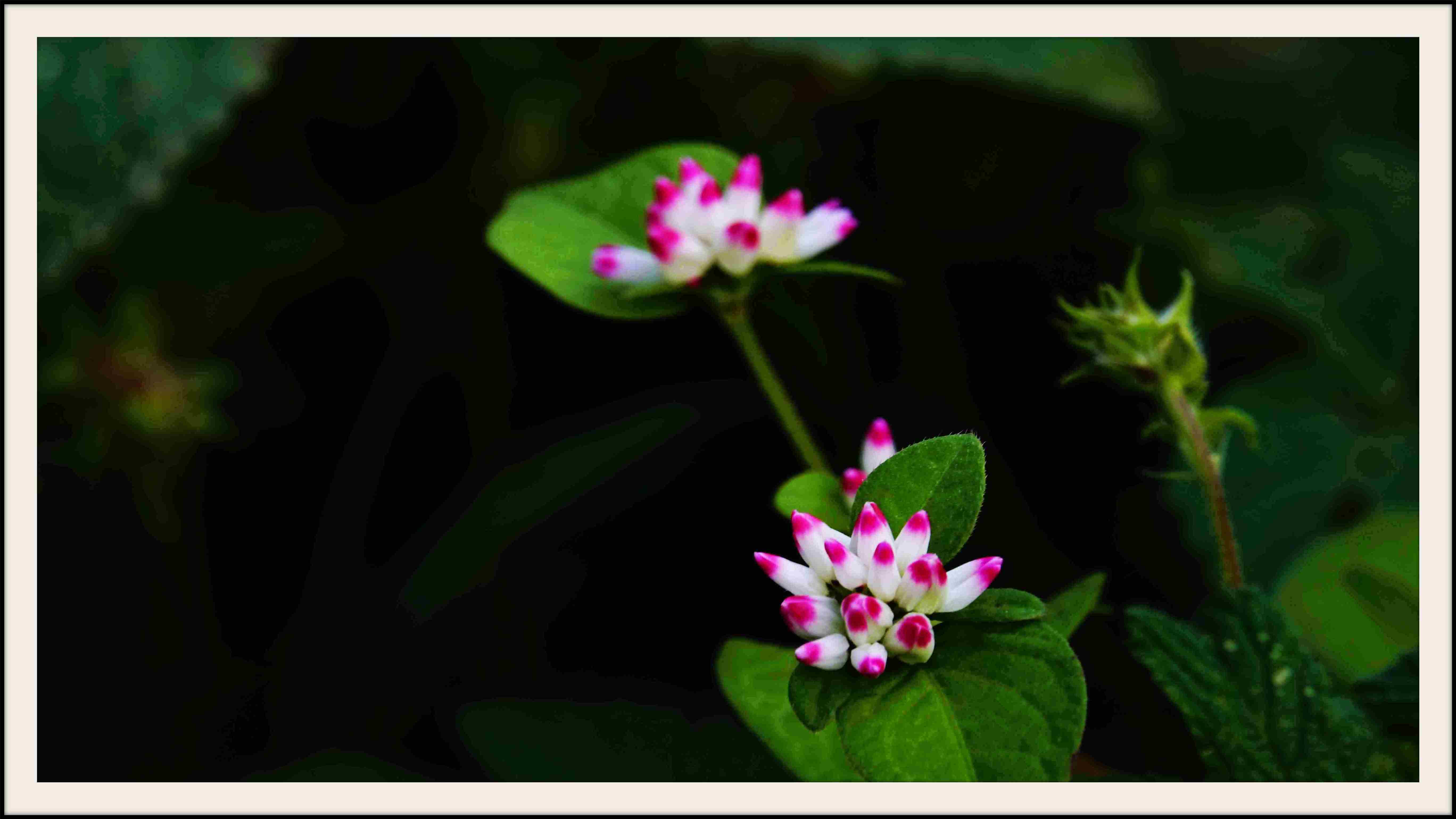 고마리(주) 이미지