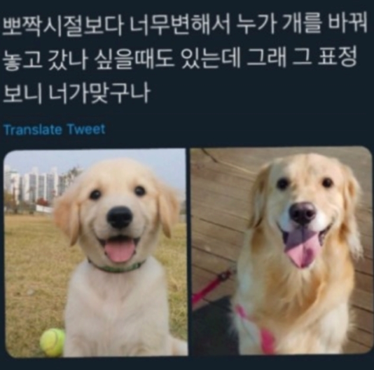  댕댕이 성장 변화