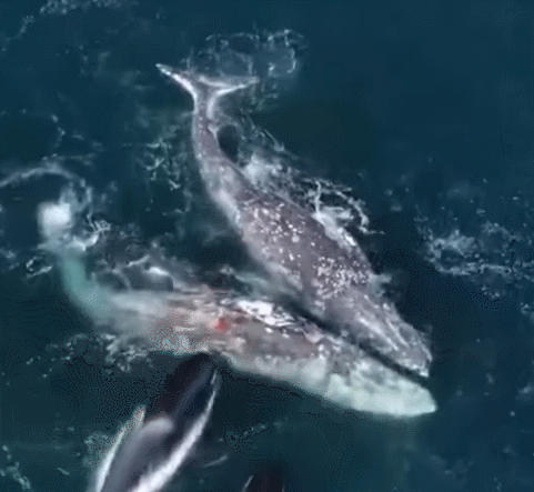 범고래가 귀신고래를 사냥하는 장면 영상