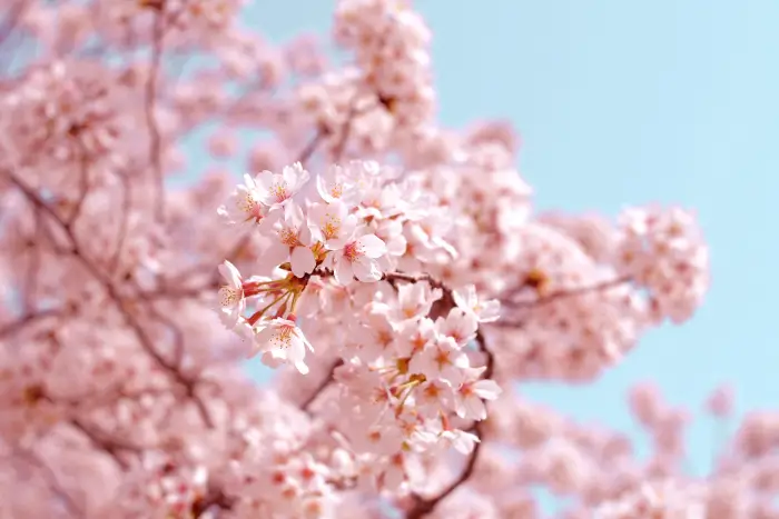 일본-왕-벚꽃