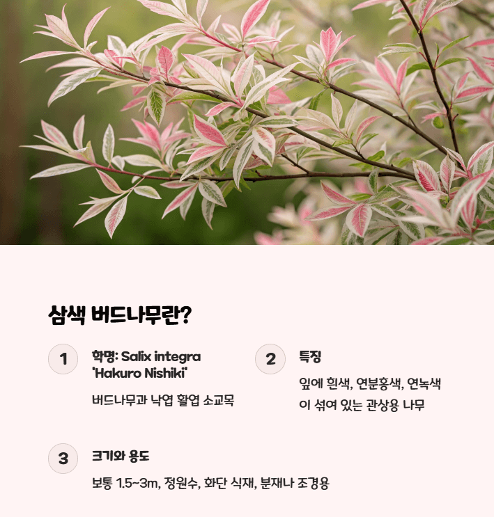 삼색 버드나무