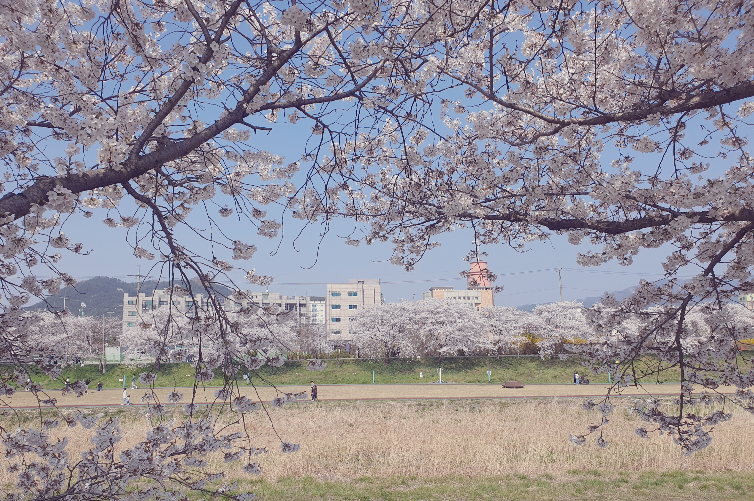 서산 벚꽃 명소 해미천, 산책 루트 사진 찍기 좋은 포인트