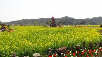 창녕 남지 유채꽃축제 일정 맛집 코스_47
