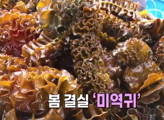  6시 내고향 완도 미역귀. 고창 동죽 정보